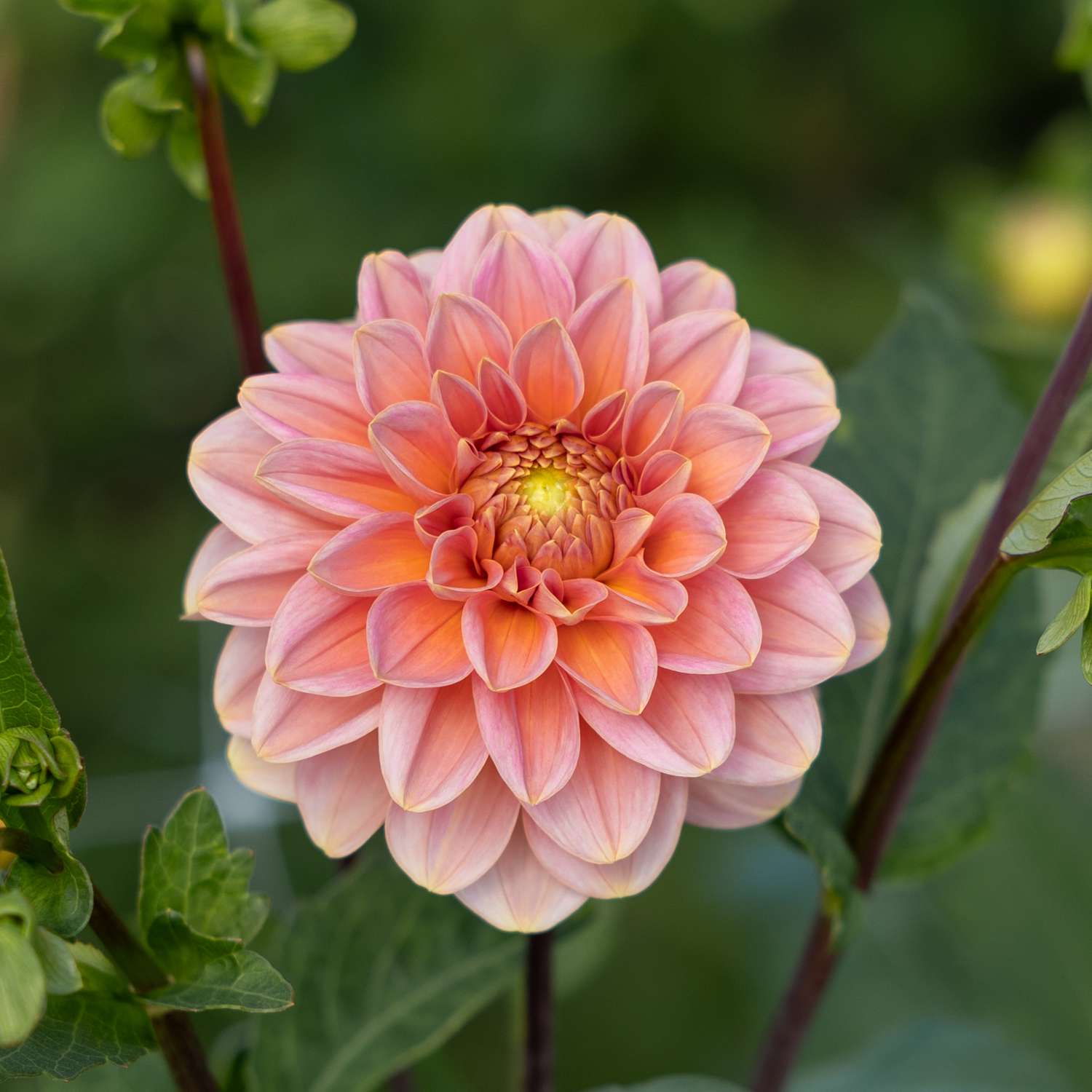 Dahlie 'Rosario'